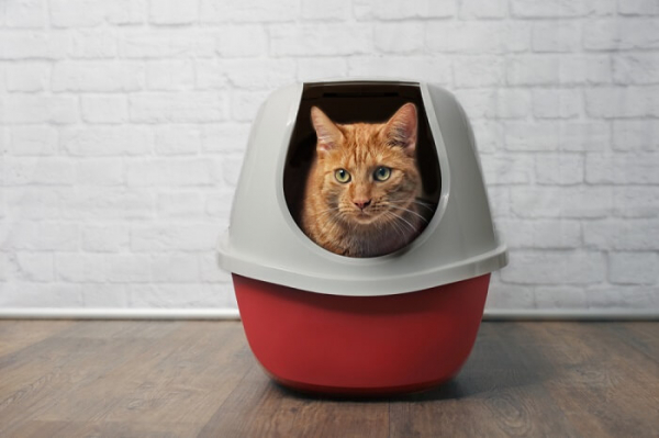 10 Best Cat Litter Boxes in 2021 Unbiased Review All About Cats