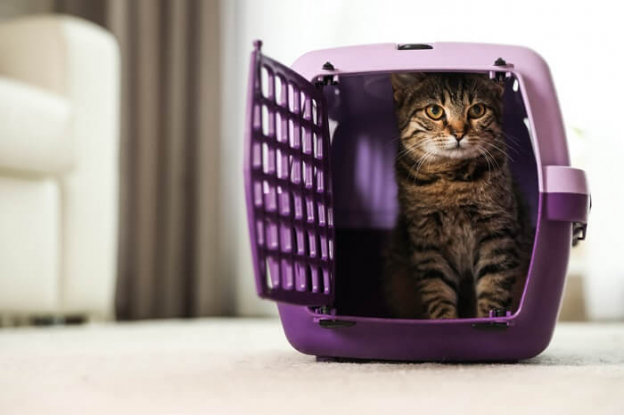 7 Best Double Cat Carriers Of 2021