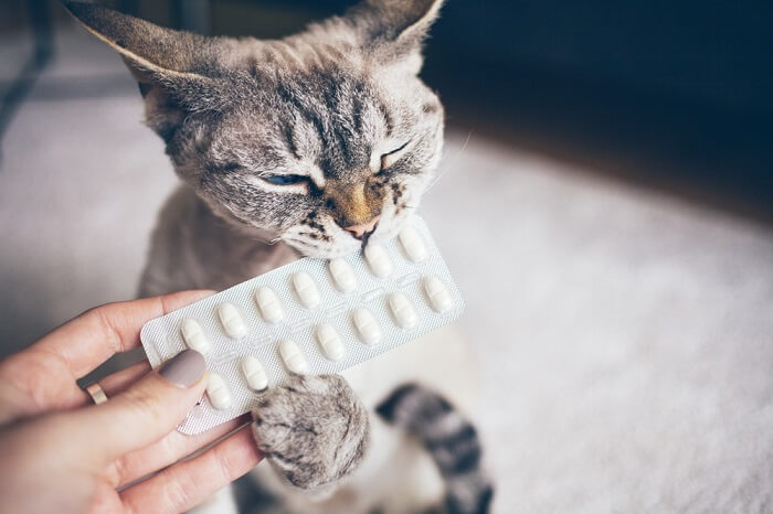 Cat with a sheet of pills