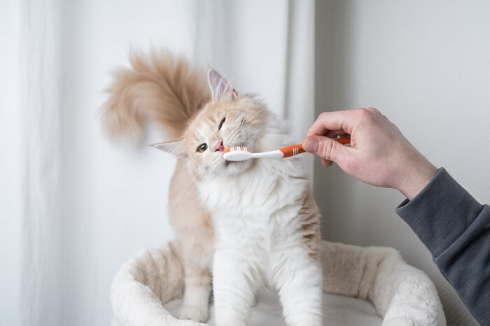 Gato jugando con un cepillo de dientes