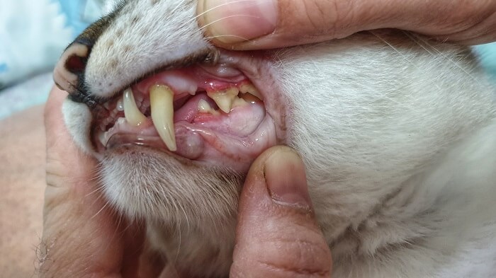 cavities in cats closeup