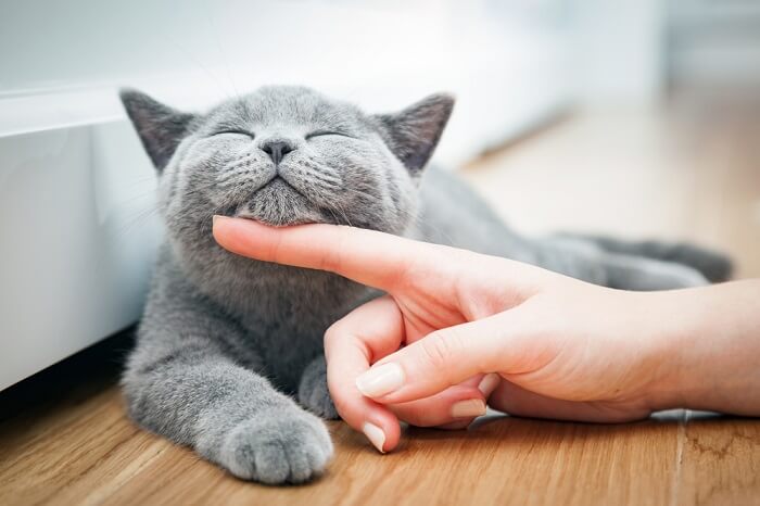 gray cat receiving cuddles