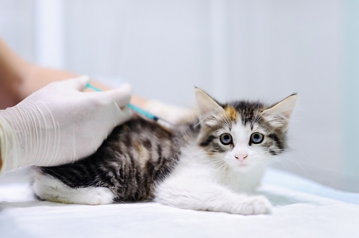 Veterinario dándole una inyección a un pequeño gatito atigrado