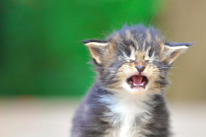 Gatito pequeño con boca abierta y orejas plegadas