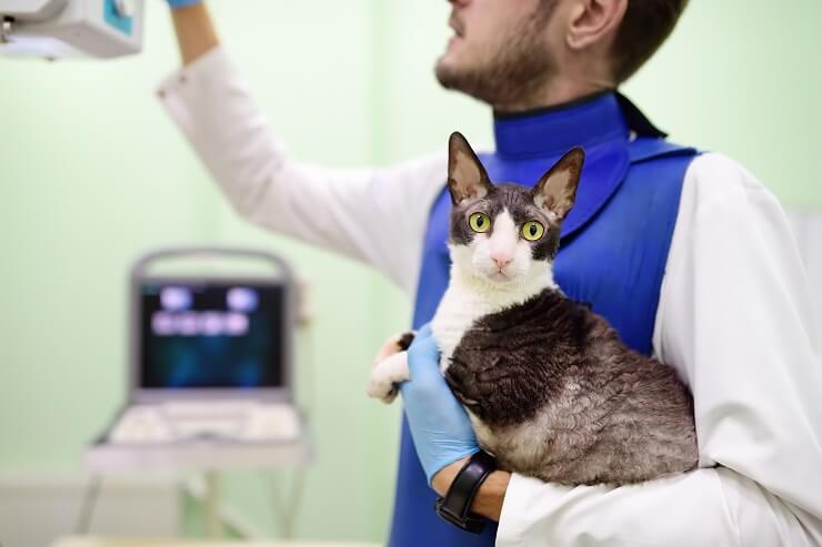 a veterinarian holding a cat