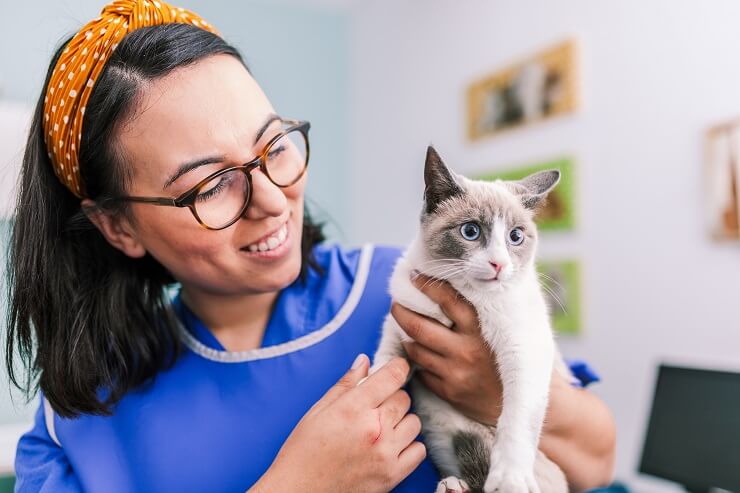 veterinario sosteniendo un gato