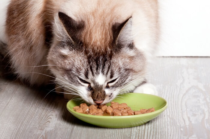 The 7 Best Online Pet Shops To Buy Cat Food All About Cats