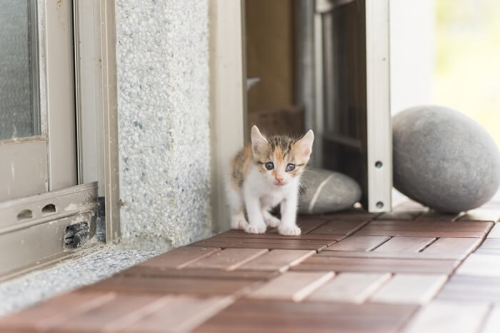 a kitten in front of a house door