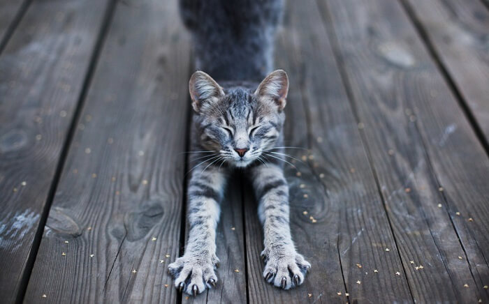 grey cat stretching