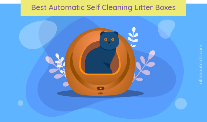 self cleaning litter boxes