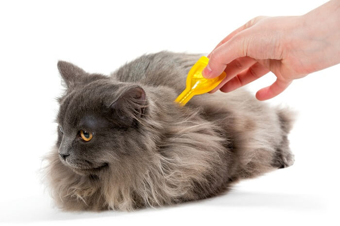 Tick Medicine On Cats, The Cat 24