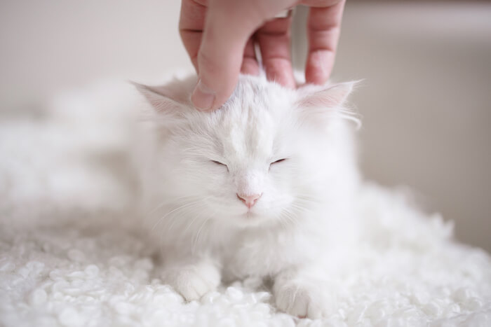 Acariciando a un gatito blanco