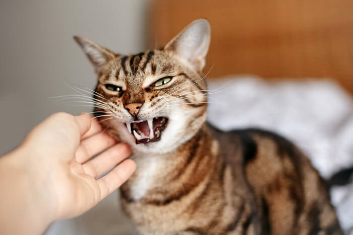 10 Causes Of Aggression In Cats And How To Help All About Cats