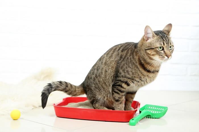 Cat In Litter Box, The Cat 24