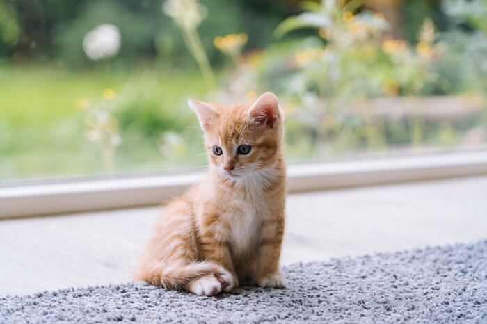 Small orange kitten on a gray rug