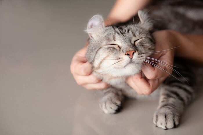 How To Pet A Cat – The 3 Basic Do’s And Don’t’s
