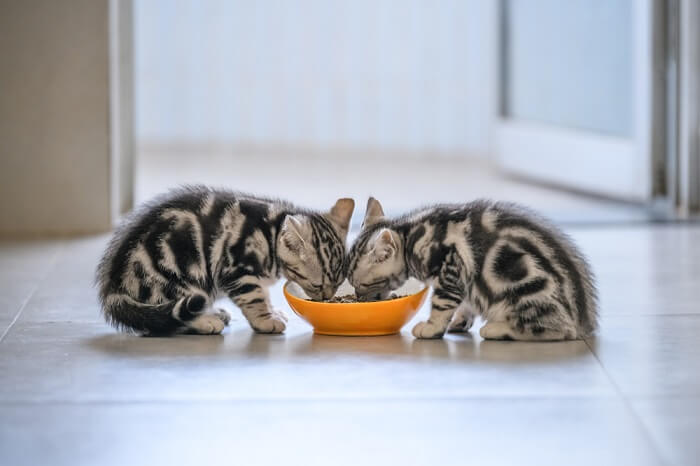 Kittens sharing a bowl of food