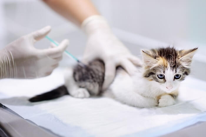 Vacunación de un gatito.