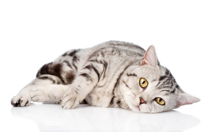 kitten lying on a white surface