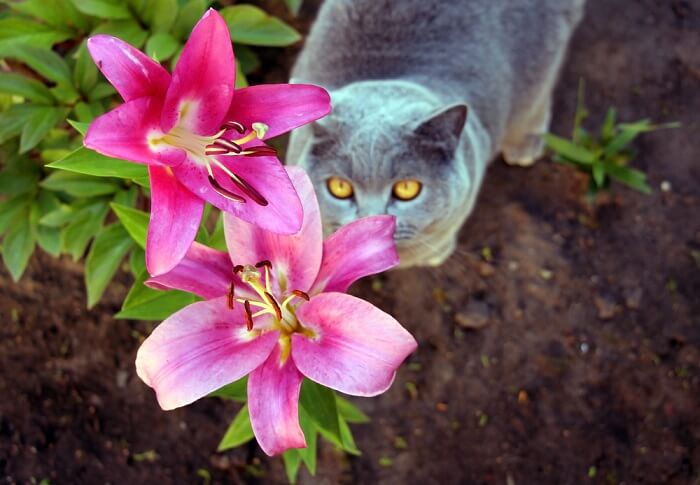cat and lily flowers