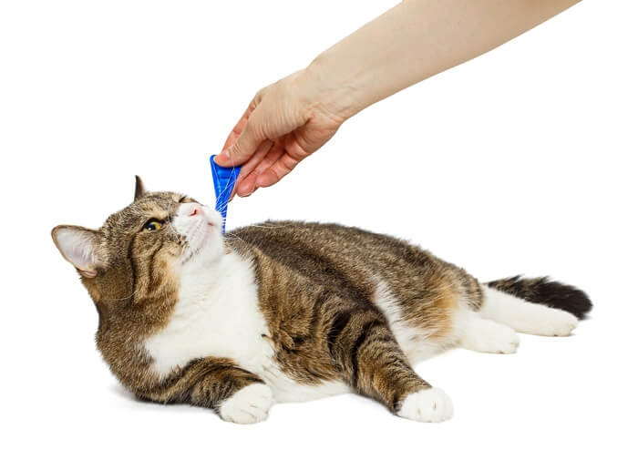 cat receiving a flea treatment