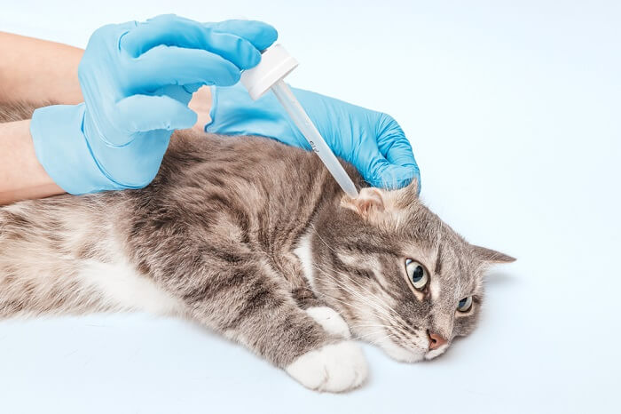 gato que recibe un tratamiento de pomada para la infección del oído