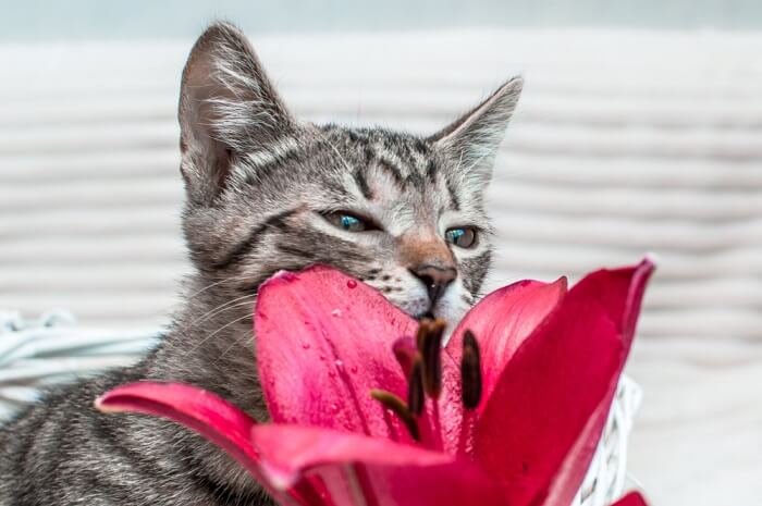 cat smelling a lily flower