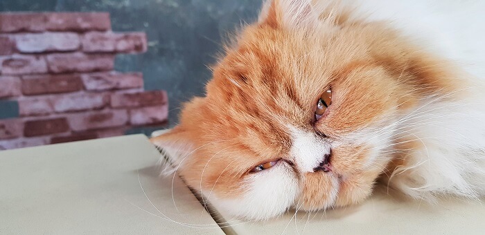 gato amarillo con úlcera corneal