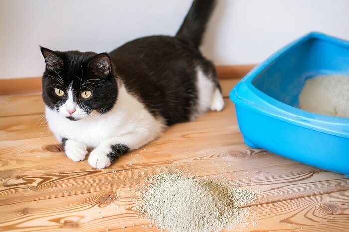 Gato sentado cerca de una caja de arena