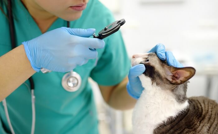veterinario mirando a ojos de gato