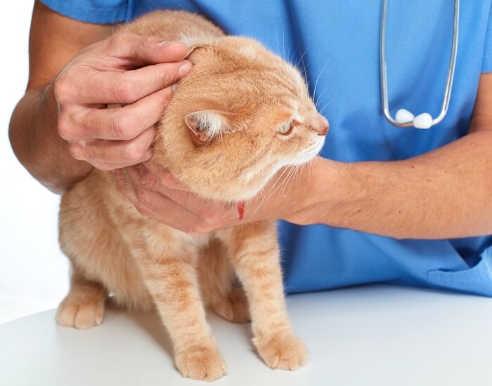 vet examining cat's ear
