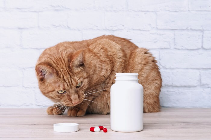 cat looking at the pills bottle