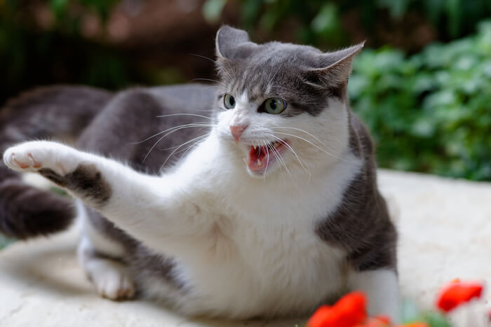 Redirected aggression in cats