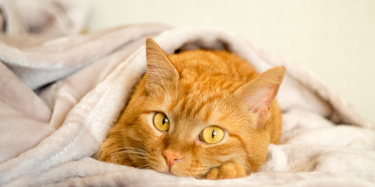 All About Ginger Cats→ Facts, Lifespan And Intelligence