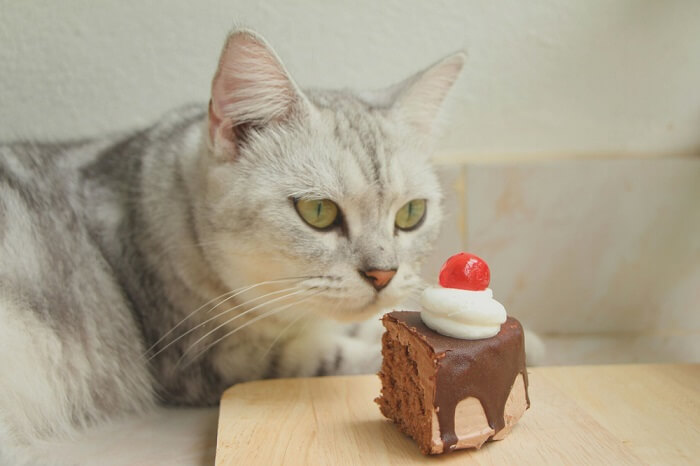 cat looking at the piece of a chocolate cake