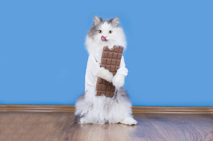 chat tenant une barre de chocolat