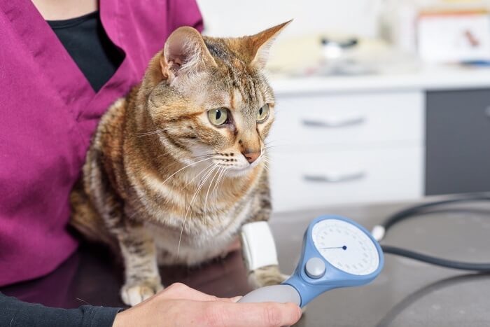 cat having its blood pressure checked
