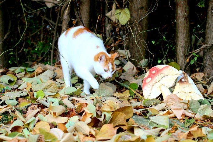 cat and a mushroom in a forest
