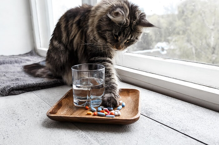 cat touching a tray with medications