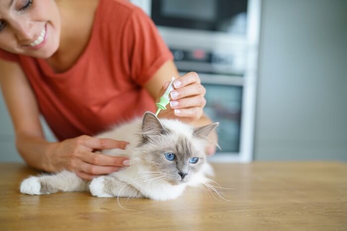 cat receiving a topical solution against ticks and fleas