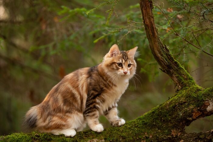 tailless cat breed Kurilian Bobtail cat