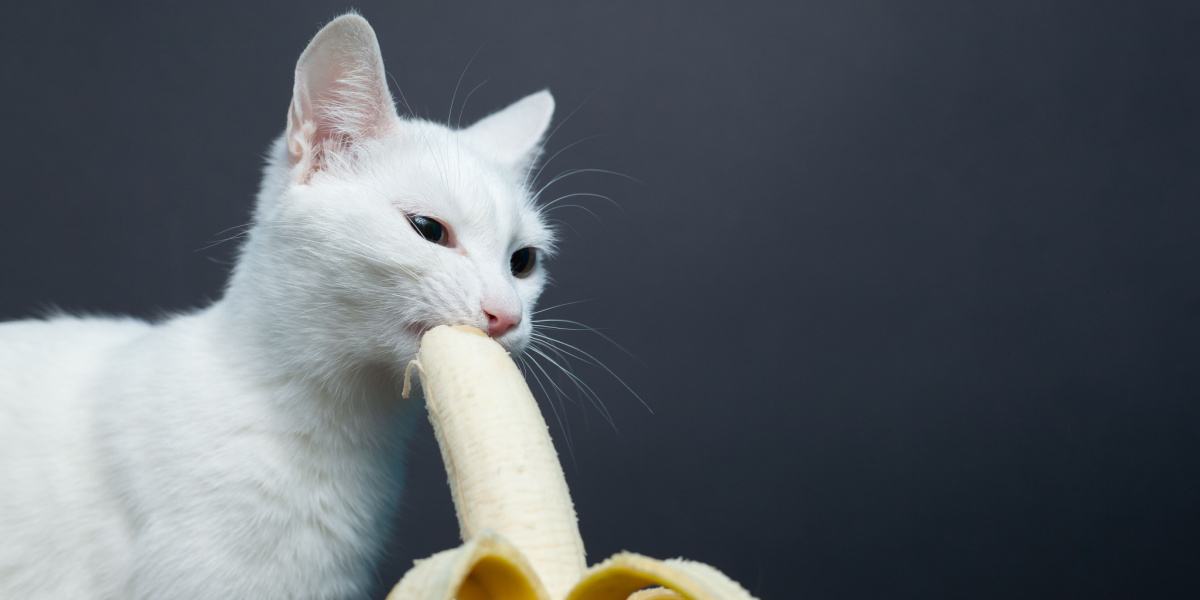 Cat Eating Banana Compressed, The Cat 24