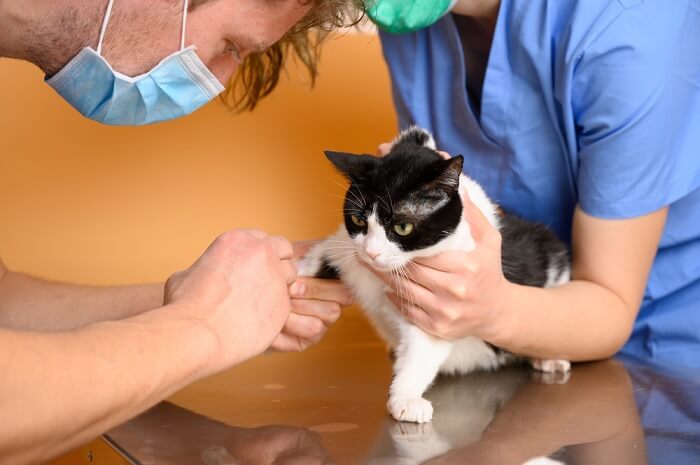 black and white cat being checked by the vets