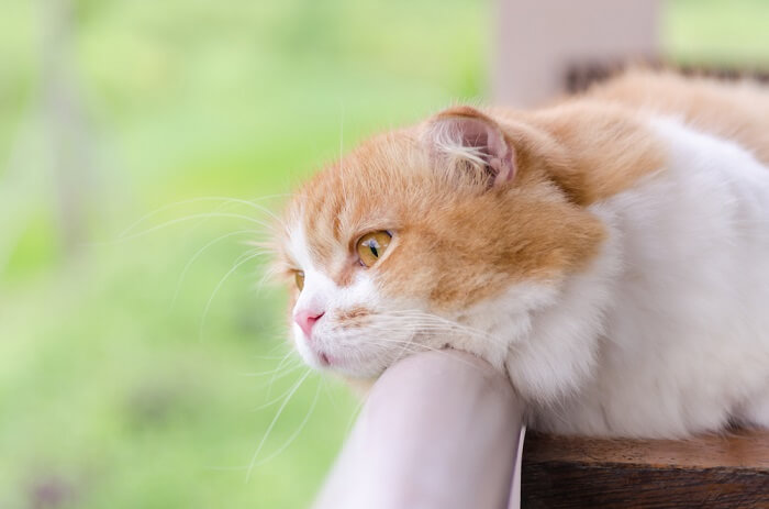 depressed cat looking over the balcony