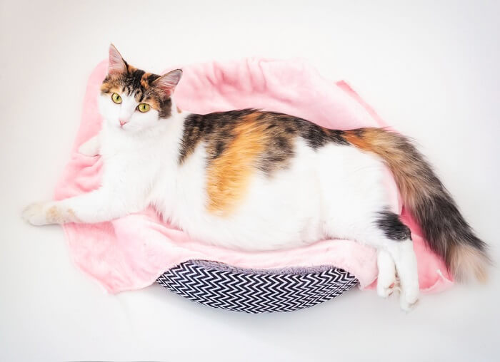 pregnant cat lounging in a bed