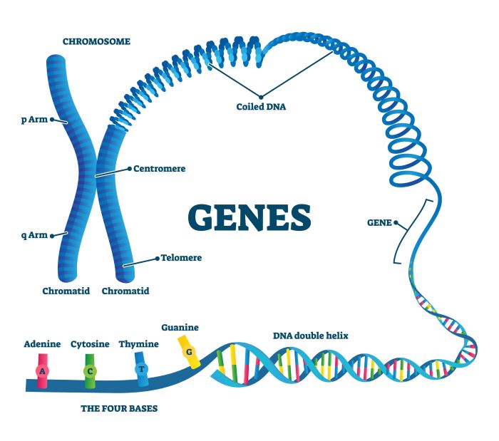 Basepaws DNA Test Genes