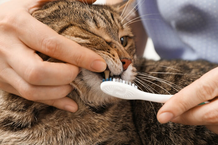 Persona abriendo la boca de un gato para cepillar con un cepillo de dientes