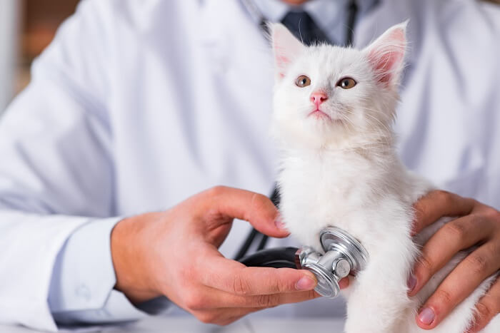 cat and stethoscope