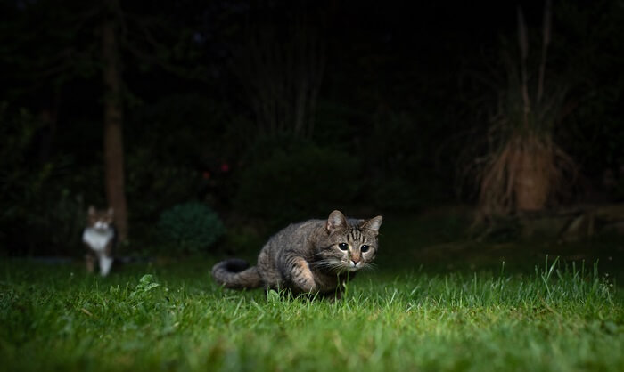 gatos cazando de noche