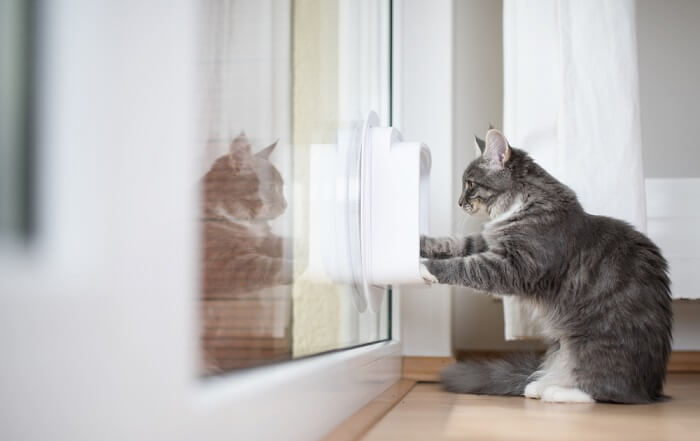 Training a Cat to Use a Pet Door Step-by-Step